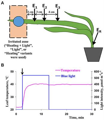 Local action of moderate heating and illumination induces propagation of hyperpolarization electrical signals in wheat plants